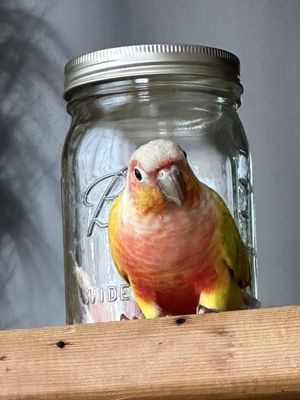 Canoga Discount Birds by null