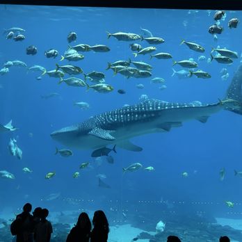Georgia Aquarium - Whale shark - Aquariums Near Me - Atlanta, Georgia Georgia Aquarium - Whale shark - Aquariums Near Me - Atlanta, Georgia