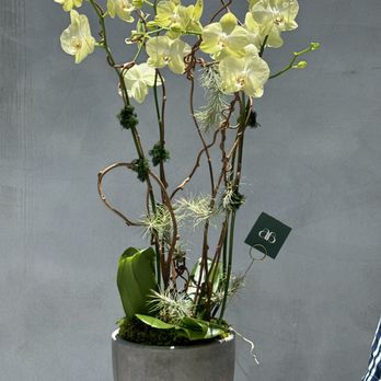 Atala Miami - Light Yellow Orchid Plant Arrangement with Air Plants in Concrete Vase - Florists Near Me - Miami, Florida