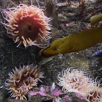 Seattle Aquarium - Aquariums Near Me - Seattle, Washington Seattle Aquarium - Aquariums Near Me - Seattle, Washington