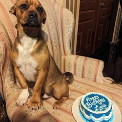 Stella V Sweets - Cakes for dogs available too! Made with only things your dog will love