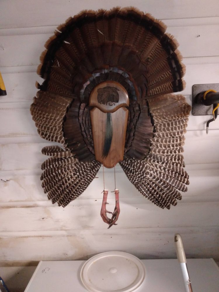 BLUE COLLAR TAXIDERMY Updated September 2024 14 Photos 708 Grant Co Rd 167036, Sheridan