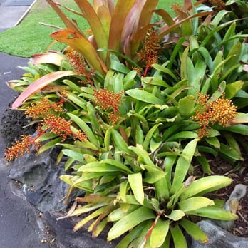 Royal Botanic Gardens - Botanical Gardens Near Me - Sydney, NSW Royal Botanic Gardens - Botanical Gardens Near Me - Sydney, NSW
