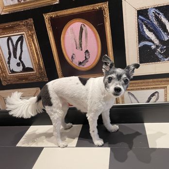 Alpha Dog Grooming Services - After! - Pet Groomers Near Me - Philadelphia, Pennsylvania