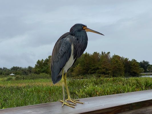 Green Cay Nature Center & Wetlands by null