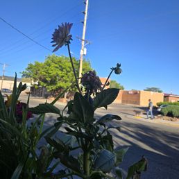 View from patio