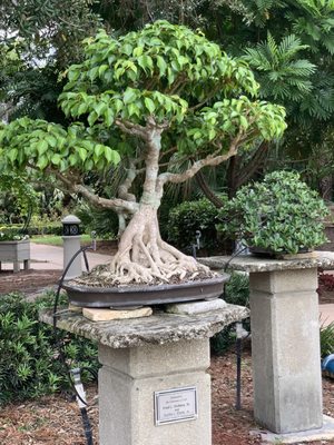 Port St. Lucie Botanical Gardens by null