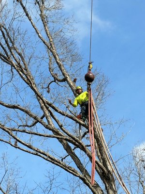 Tree Trimming & Removal - Our team was called out to a historic Raleigh neighborhood to trim and thin several mature oak trees. By carefully pruning away overgrown limbs and shaping each tree, we improved both safety and curb appeal while enhancing overall tree health. Residents appreciated our professionalism, attention to detail, and thorough cleanup. Tree Trimming & Removal - Our team was called out to a historic Raleigh neighborhood to trim and thin several mature oak trees. By carefully pruning away overgrown limbs and shaping each tree, we improved both safety and curb appeal while enhancing overall tree health. Residents appreciated our professionalism, attention to detail, and thorough cleanup.