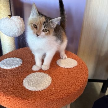 Fancy Cat Cafe - Adorable - Coffee & Tea Near Me - Southaven, Mississippi