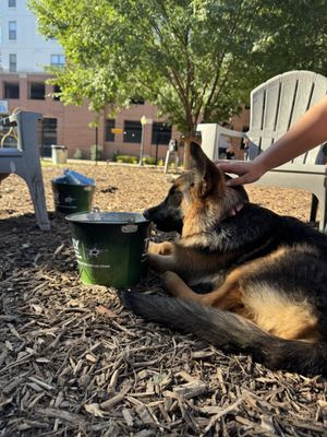 MUTTS Canine Cantina® - Dallas by null