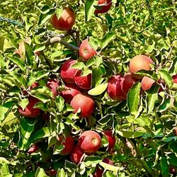 Awe's Apple Orchard - Apple Tree
