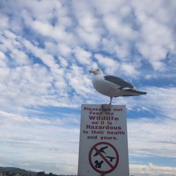Morro Bay State Park - Do not feed the wildlife sign. - Parks Near Me - Morro Bay, California Morro Bay State Park - Do not feed the wildlife sign. - Parks Near Me - Morro Bay, California