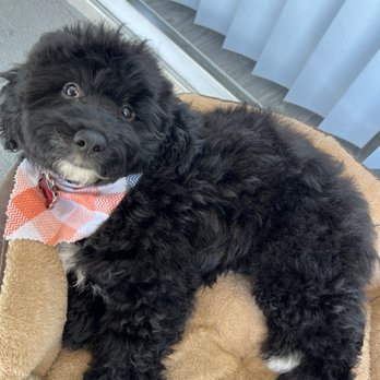 Doodle Dude Grooming - Pet Groomers Near Me - Tarzana, California