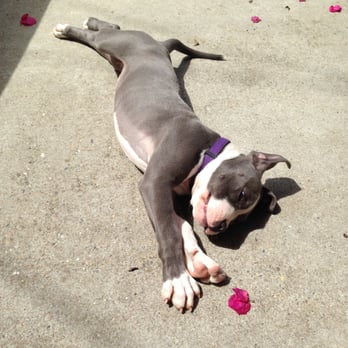 Dan Perata Training - Nori - being a well behaved girl tanning at 3 1/2 months! - Pet Training Near Me - San Francisco, California