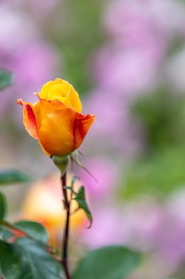 Berkeley Rose Garden by null