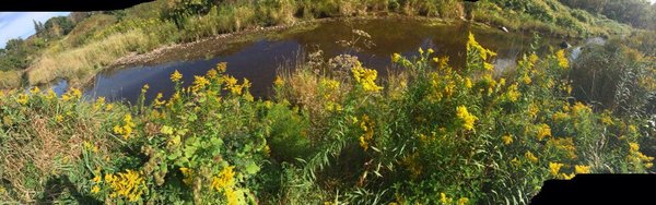 The Windham Path by null