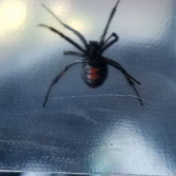 Brothers Exterminating - Pest Elimination Management - Pest Control Near Me - Woodbury, New Jersey Brothers Exterminating - Pest Elimination Management - Pest Control Near Me - Woodbury, New Jersey