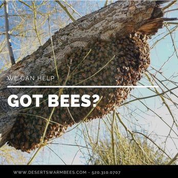 Desert Swarm Bee Removal - Got bees? Call us 520-310-0707 - Pest Control Near Me - Tucson, Arizona