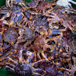 Dayrich Trading - Live alaskan King crab imported directly from the boat, retail at wholesale price.