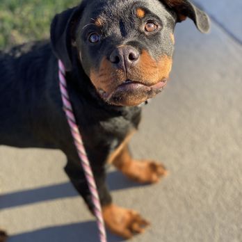 Critical Thinking Dog Services - Pet Training Near Me Critical Thinking Dog Services - Pet Training Near Me