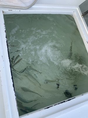 Old Hat Fishing Charters by null