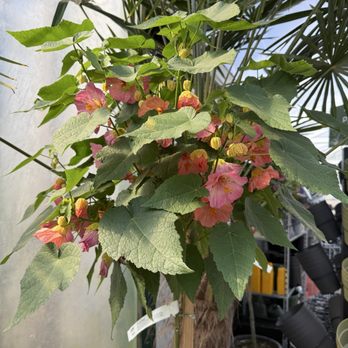 flower world♪ FLOWER WORLD - Updated July 2025 - 285 Photos & 220 Reviews