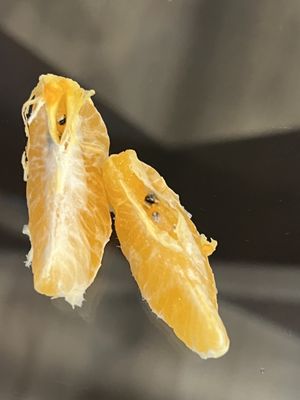 Delucchi's Market by null