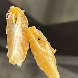 Delucchi's Market - Bugs in the oranges