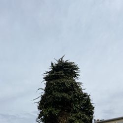 Bluegrass Landscaping & Tree Service - Good price now