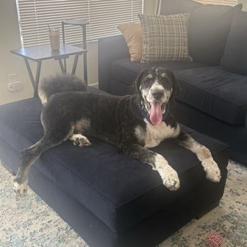 Pin Up Pets - Pet Groomers Near Me - Chandler, Arizona Pin Up Pets - Pet Groomers Near Me - Chandler, Arizona