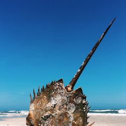Strathmere Beach - Today's findings...