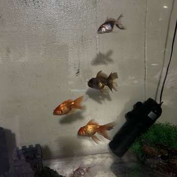 Cali's Tropical Fish - Local Fish Stores Near Me - Garden Grove, California Cali's Tropical Fish - Local Fish Stores Near Me - Garden Grove, California