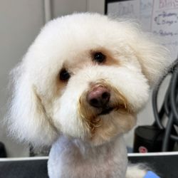 Barber Happy Dog Getting Haircut Doggy Barber Pet Grooming Gift - Main Image