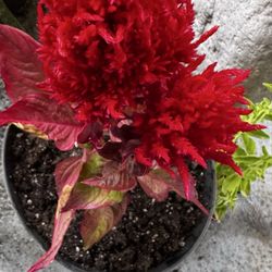 Hebron Gardens - Very unique