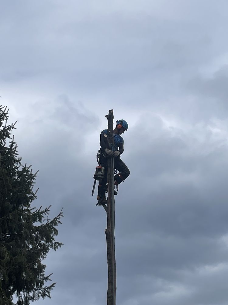 Blue Ox - tree service in Portland, ME