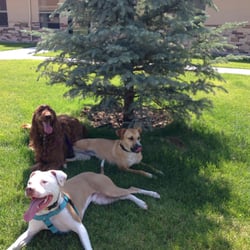 Wag Between Barks - Therapy dogs taking a break after a visit to Cottonwood rehab extended care facility