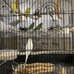 Your Basic Bird