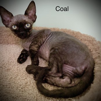 Kurakats - Pet Adoption Near Me - Fleetwood, North Carolina Kurakats - Pet Adoption Near Me - Fleetwood, North Carolina