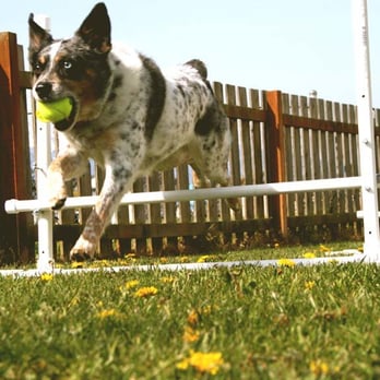 Greywolf Veterinary Hospital - Veterinarians Near Me - Sequim, Washington Greywolf Veterinary Hospital - Veterinarians Near Me - Sequim, Washington