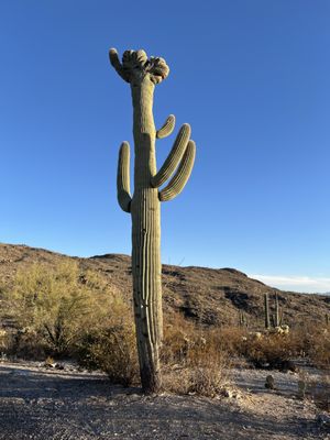 Tucson Mountain District by null