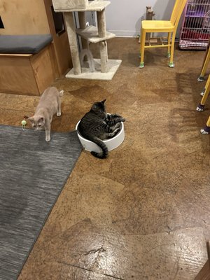 Mauhaus Cat Cafe by null