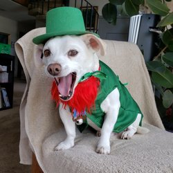 Jon Klingborg, DVM - Happy St. Patrick's Day!