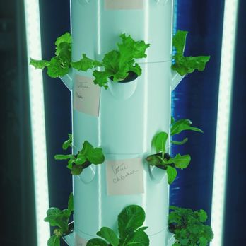 Water Tree - Fresh veggies - Water Purification Services Near Me - Houston, Texas