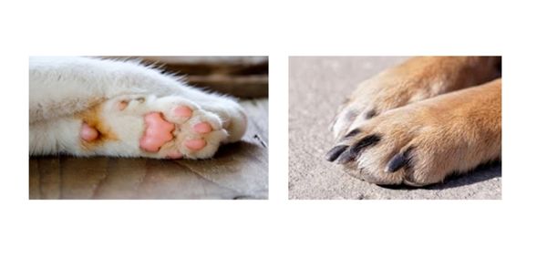 Scratch Me No More In Home Dog Nail Care