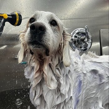 Reese's Luxury Mobile Grooming - Pet Groomers Near Me Reese's Luxury Mobile Grooming - Pet Groomers Near Me