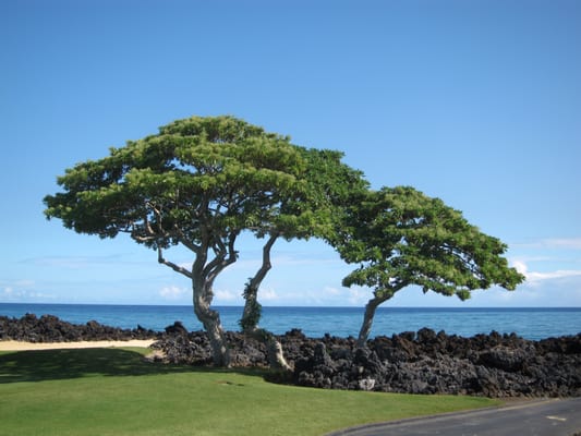 Hualalai Golf Course by null
