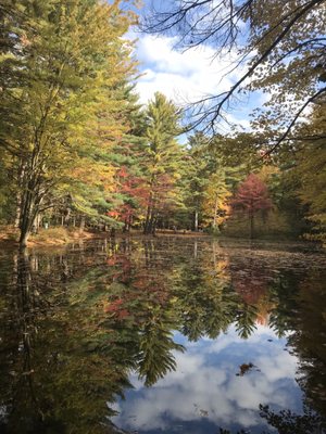 Dow Gardens and the Whiting Forest of Dow Gardens by null