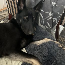 The sweet looking, challenging puppy Annalie helped me to train