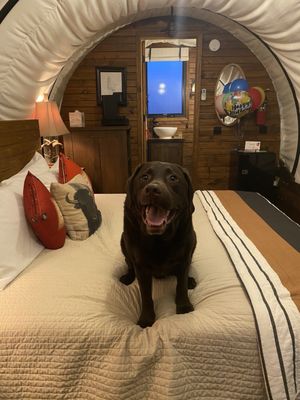 Zion White Bison Glamping + RV Resort by null