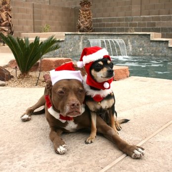 Purrfurred Pets Veterinary Clinic - Tux and Tyson during one Christmas! - Veterinarians Near Me - Surprise, Arizona Purrfurred Pets Veterinary Clinic - Tux and Tyson during one Christmas! - Veterinarians Near Me - Surprise, Arizona